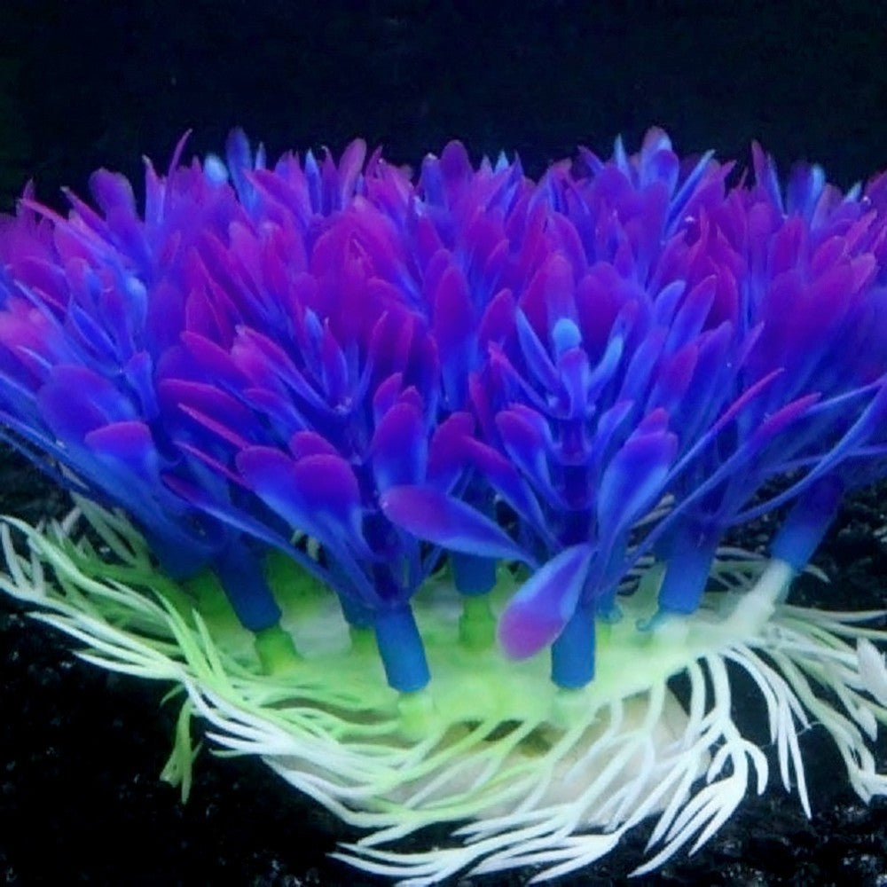 Fish tank coral plant