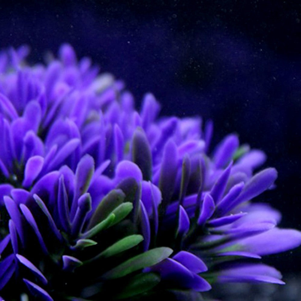 Fish tank coral plant