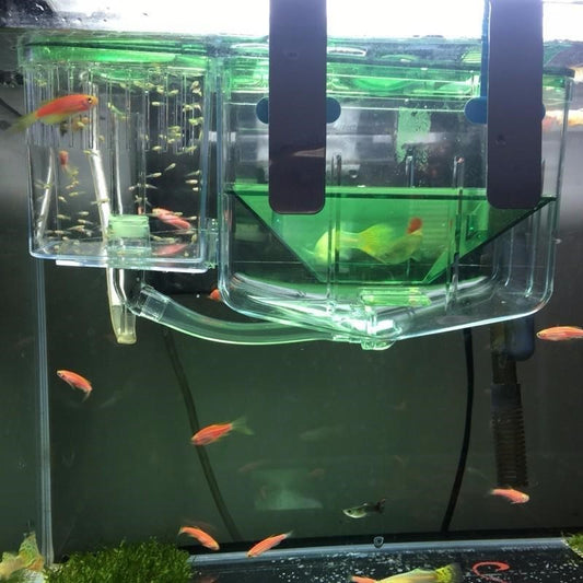 cleaning tank fish box