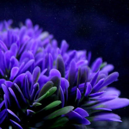 Fish tank coral plant
